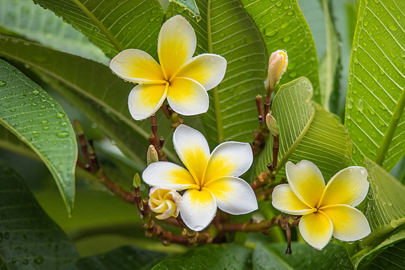 Frangipani Flowers with Rain Drops