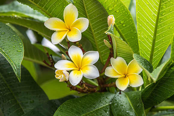 Frangipani Flowers with Rain Drops