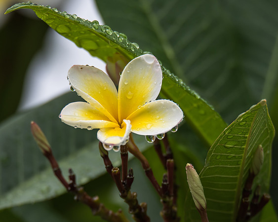 Frangipani Flowers with Rain Drops