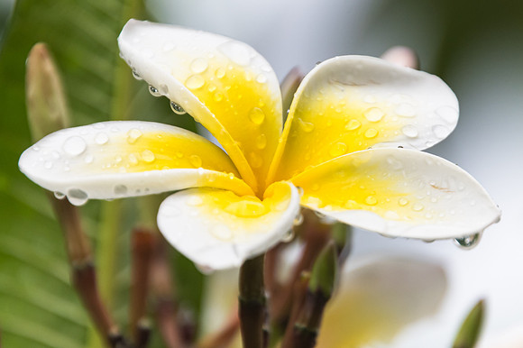 Frangipani Flower with Rain Drops