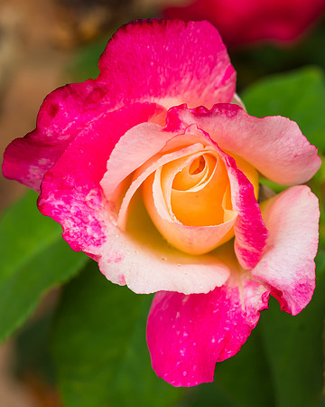 Two-toned Pink and Cream Rose Bud