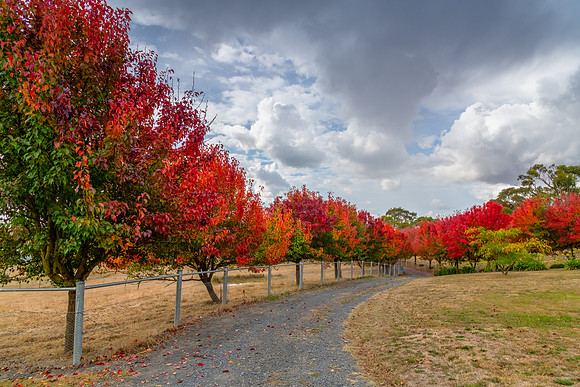 Autumn foliage on the tree lined rural driveway
