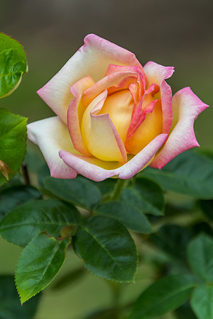 Yellow, cream and pink toned Rose