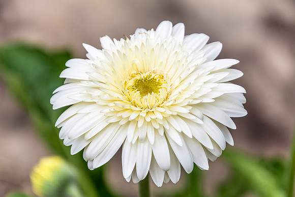 White Osteospermum Flower in the garden