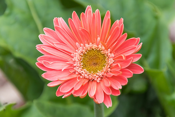 Pink Osteospermum Flower in the garden