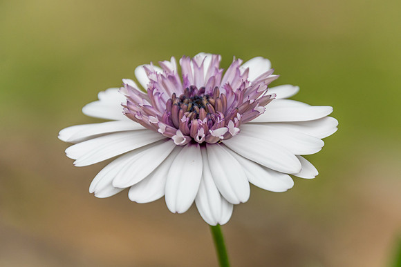 White Osteospermum Flower in the garden