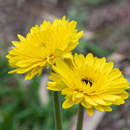 Yellow Osteospermum Flowers in the garden