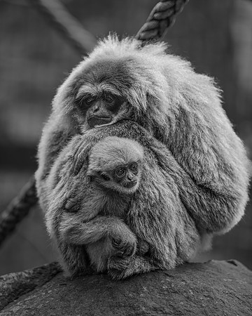 Silvery Gibbon Mother and Child in black and white