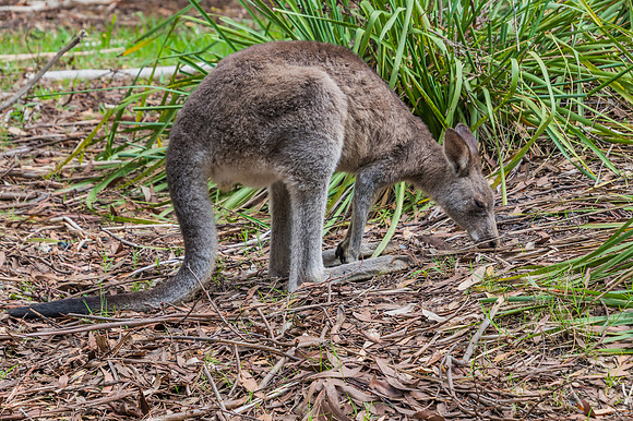 Eastern Grey Kangaroo
