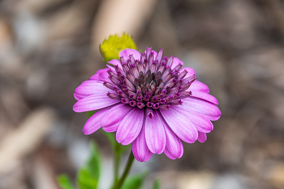 Purple Osteospermum Flower in the garden