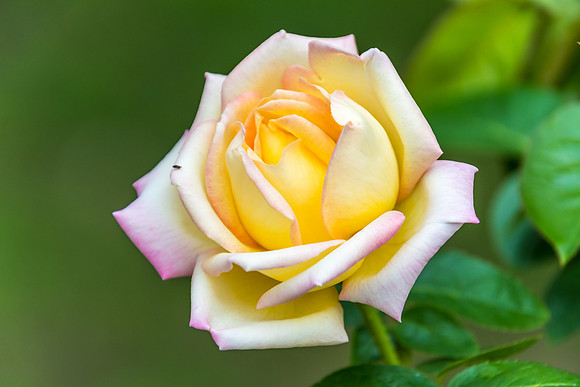 Yellow Rose Flower in the garden