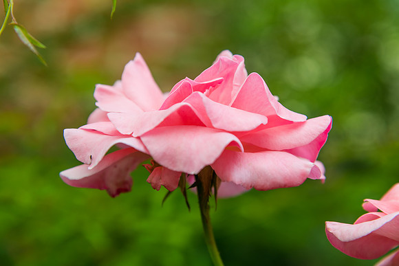Pink Rose in Bloom