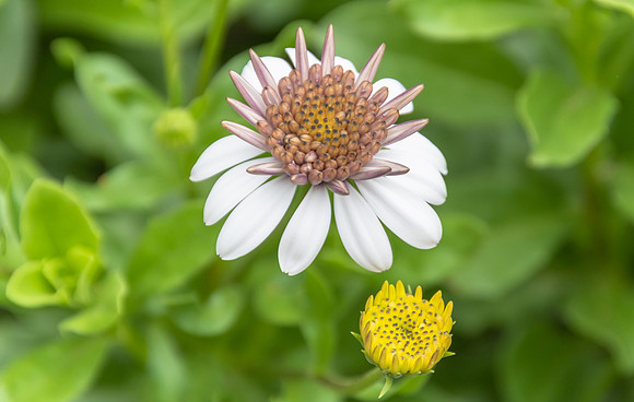 White Osteospermum Flower in the garden