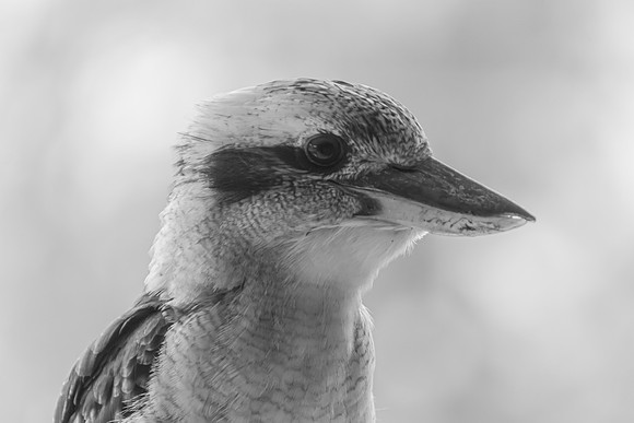 Laughing Kookaburra profile in black and white