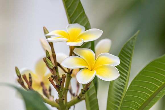 Frangipani Flowers in the Garden