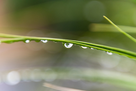 Rain drops in the garden