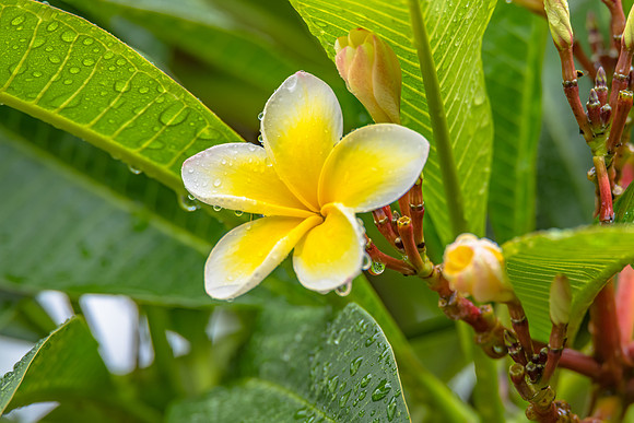 Frangipani Flowers with Rain Drops