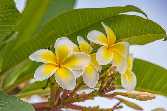 Frangipani Flowers in the Garden