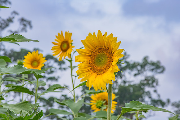 Sunflowers ready to harvest