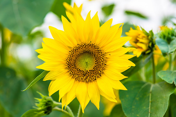 Sunflowers ready to harvest