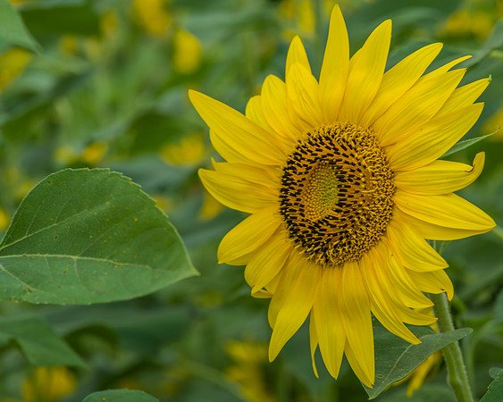 Sunflowers ready to harvest