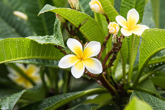 Frangipani Flowers with Rain Drops
