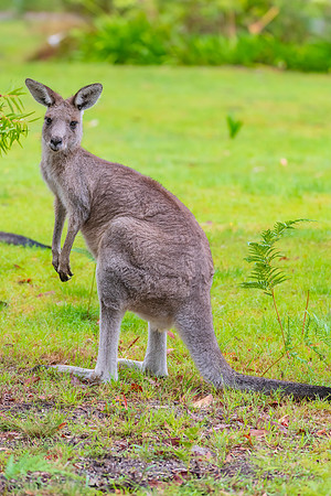 Eastern Grey Kangaroo