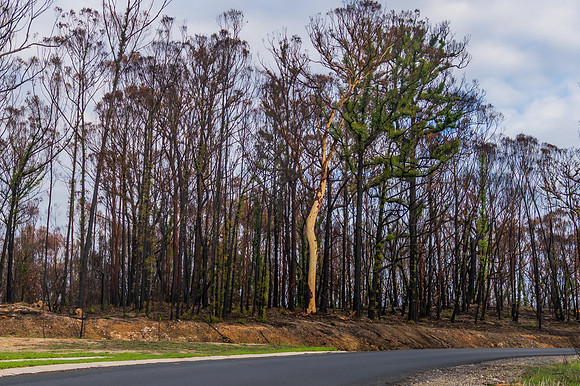 Regeneration - New life in the forest after the fires