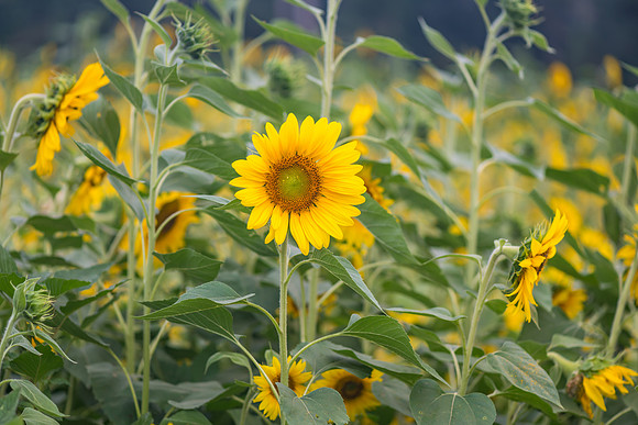 One amongst many - sunflowers ready to harvest