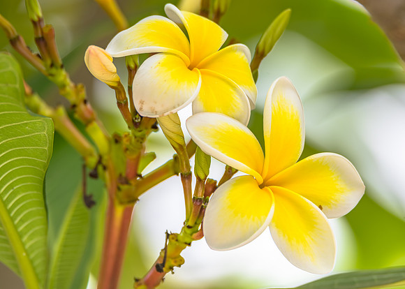 Frangipani Flowers in the Garden