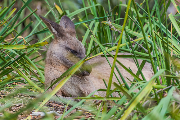 Eastern Grey Kangaroo