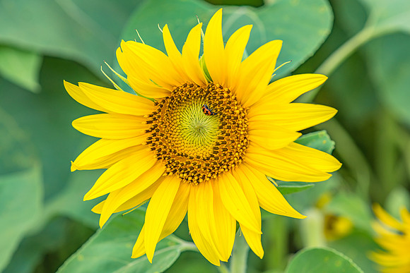 Sunflower and Ladybug