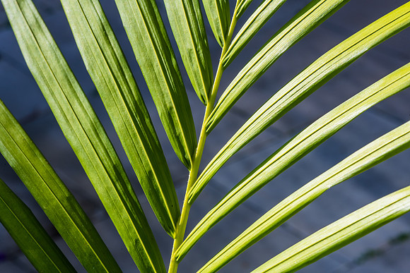 Palm fronds in the garden