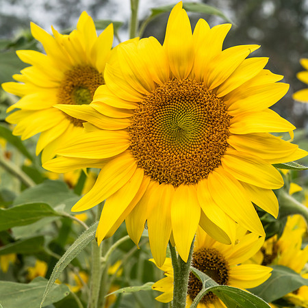 Sunflowers ready to harvest