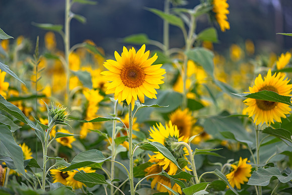 Sunflowers ready to harvest
