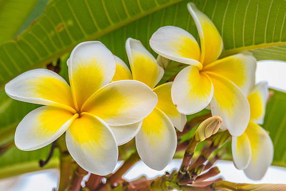 Frangipani Flowers in the Garden