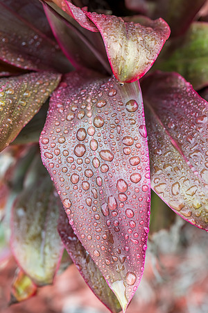 Cordyline leaves with rain drops