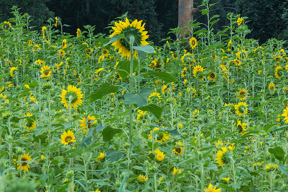 Sunflowers ready to harvest
