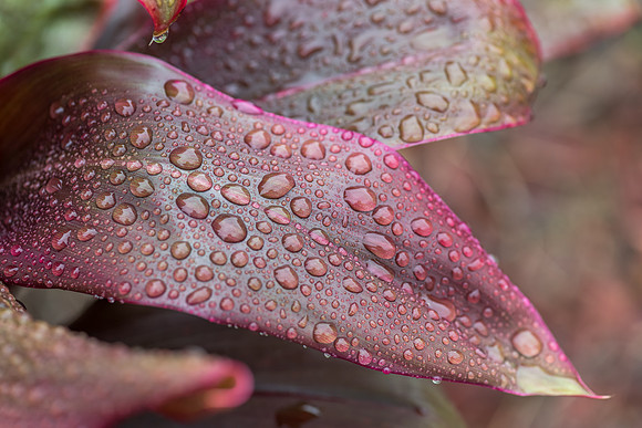 Cordyline leaves with rain drops