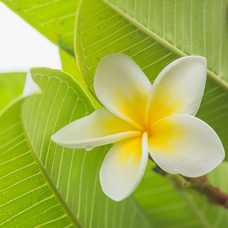 Frangipani Flower with Rain Drops