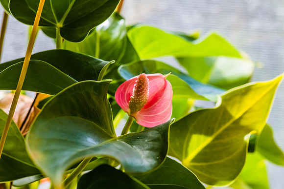 Anthurium pink peace lily flower