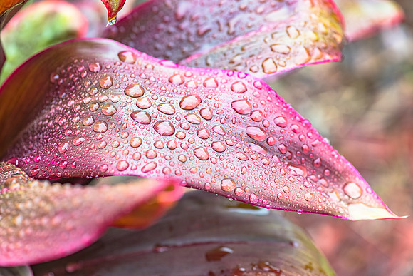 Cordyline leaves with rain drops