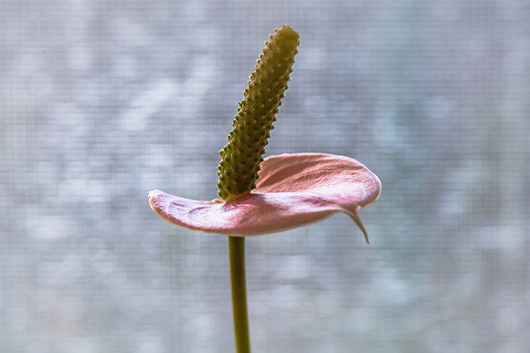 Anthurium pink peace lily flower