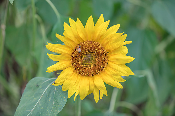 Sunflower and Bee