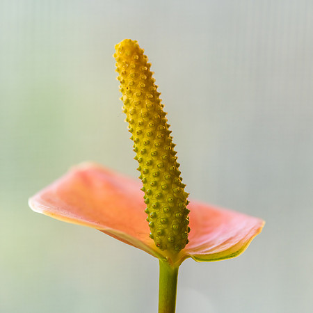 Anthurium pink peace lily flower