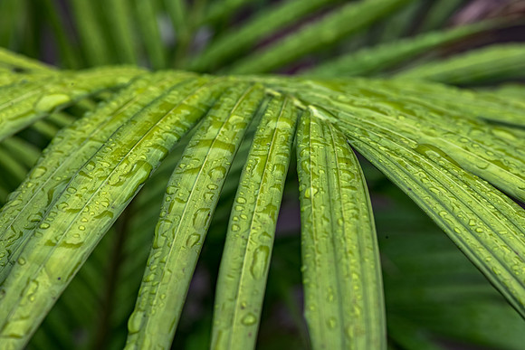 Palm fronds in the garden with rain drops
