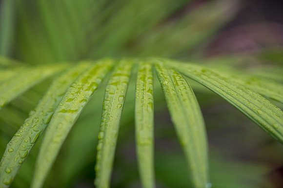 Palm fronds in the garden with rain drops