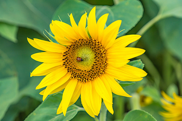 Sunflower and Ladybug