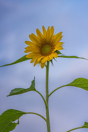 Sunflowers ready to harvest