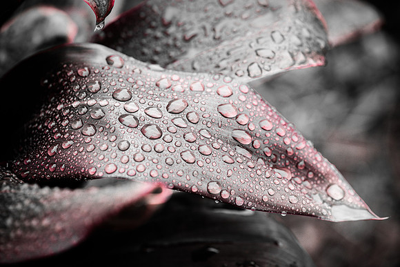 Cordyline leaves with rain drops